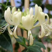 Scentsation honeysuckle vine