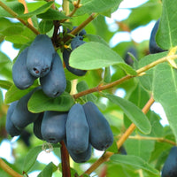 Borealis Honeyberry Bush
