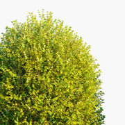 Baggesen's Gold Honeysuckle