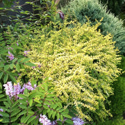 Baggesen's Gold Honeysuckle