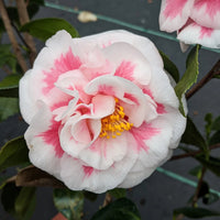 Maggie's Pink Camellia