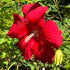 Lord Baltimore Hibiscus plant with large bright red blooms