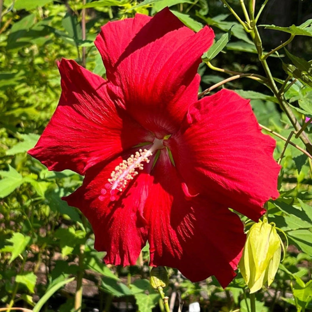 Lord Baltimore Hibiscus plant with large bright red blooms