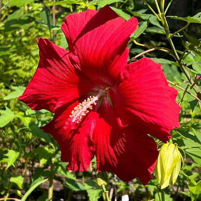Lord Baltimore Hibiscus plant with large bright red blooms
