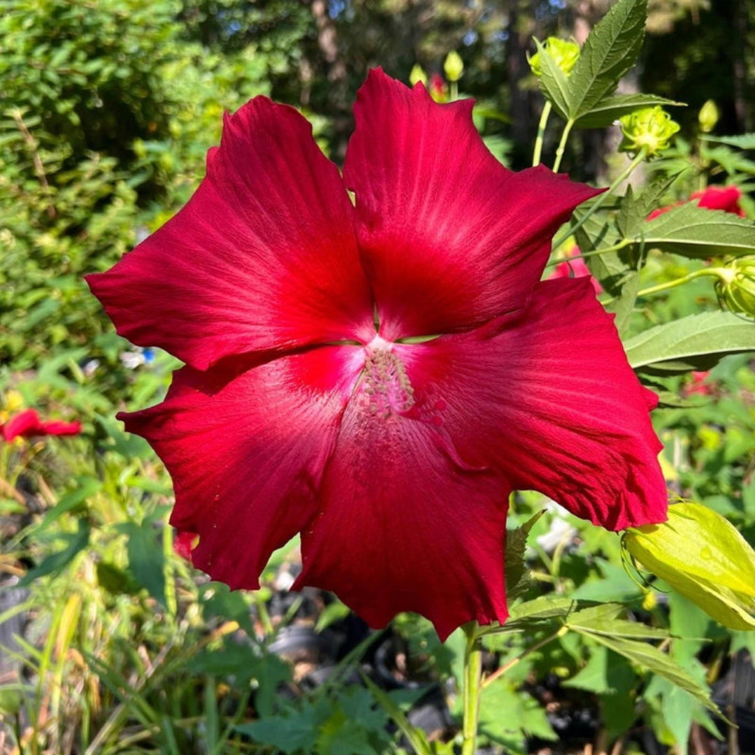 Close-up of Lord Baltimore Hibiscus showing big red flowers and green foliage
