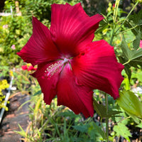 Lord Baltimore Hibiscus shrub with multiple red hibiscus flowers in bloom