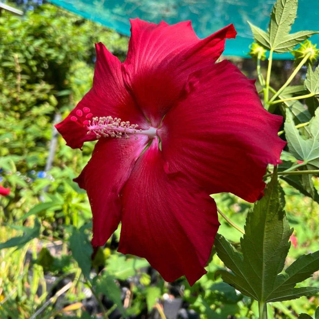 Fully opened Lord Baltimore Hibiscus bloom displaying deep red petals