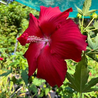 Fully opened Lord Baltimore Hibiscus bloom displaying deep red petals