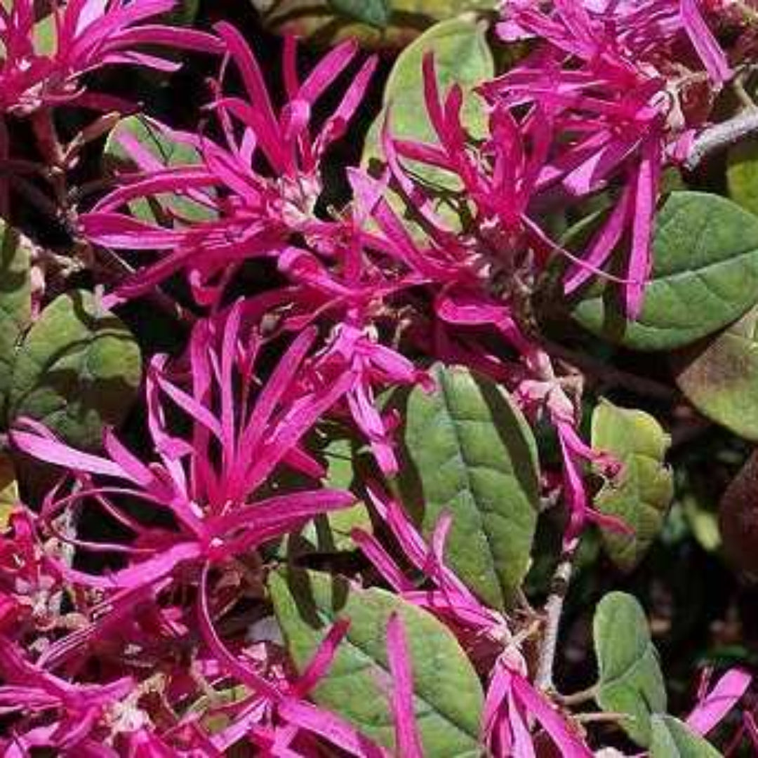 Pizazz Loropetalum