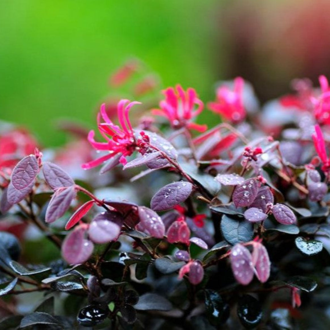 Ruby Loropetalum bush with rich burgundy leaves