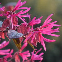 Close-up of Loropetalum foliage