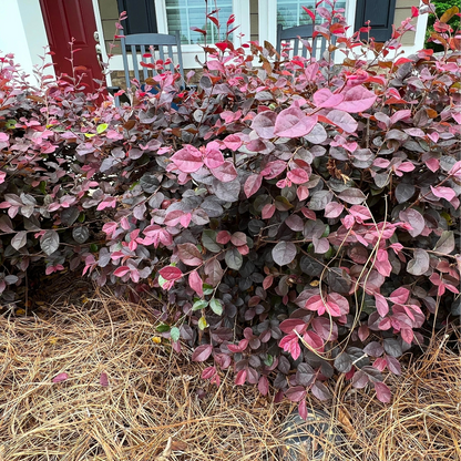 Carolina Midnight Loropetalum