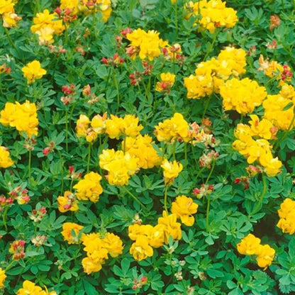 Lotus Corniculata &