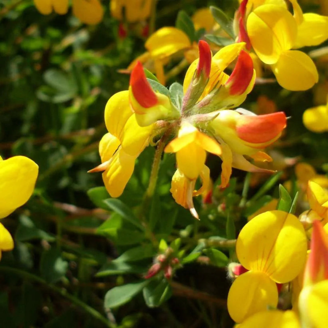 Lotus Corniculata &
