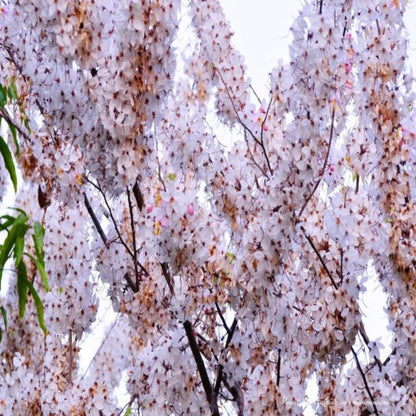 Low Angle View of White Weeping Cherry Blossoms on Flowering Branches