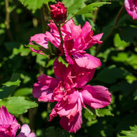 Lucy Red Althea Double Bloom Flower Close Up