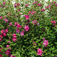 Lucy Althea Rose of Sharon Flowering Shrub in Summer Bloom