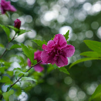 Lucy Red Rose of Sharon Hibiscus Shrub with Double Red-Pink Blooms