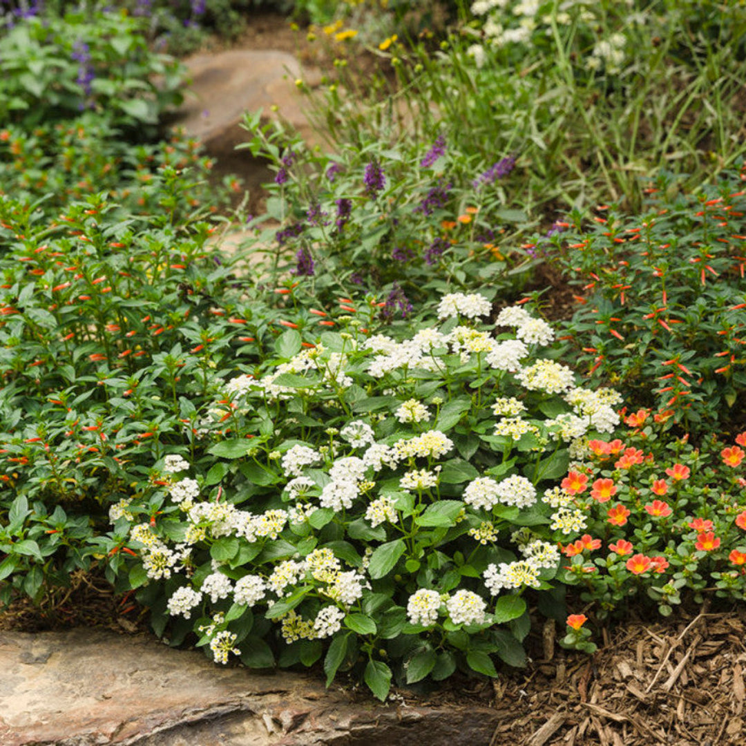 Lantana &