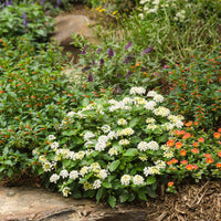 Lantana 'Luscious Royale Pina Colada'