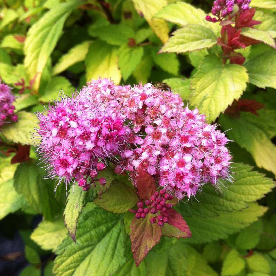Spirea Magic Carpet