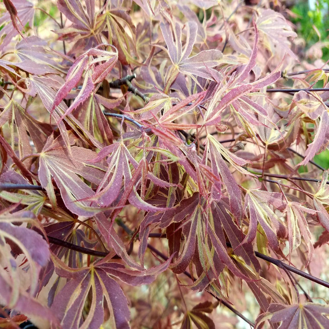 Beni Shi En Japanese Maple