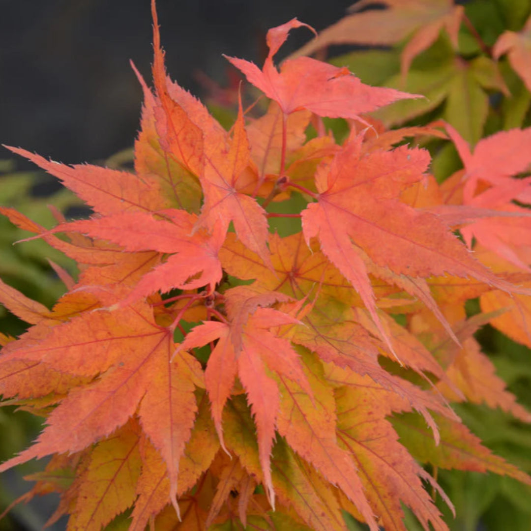Scarlet Princess Japanese Maple