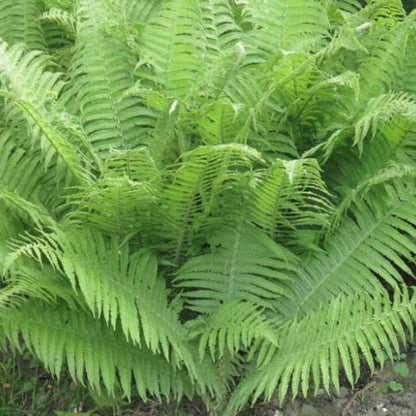 Athyrium Filix-Femina Lady Fern