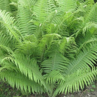 Lady Fern perennial foliage in garden