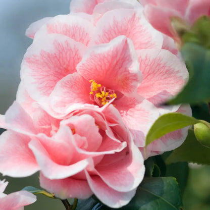 Look Again Camellia