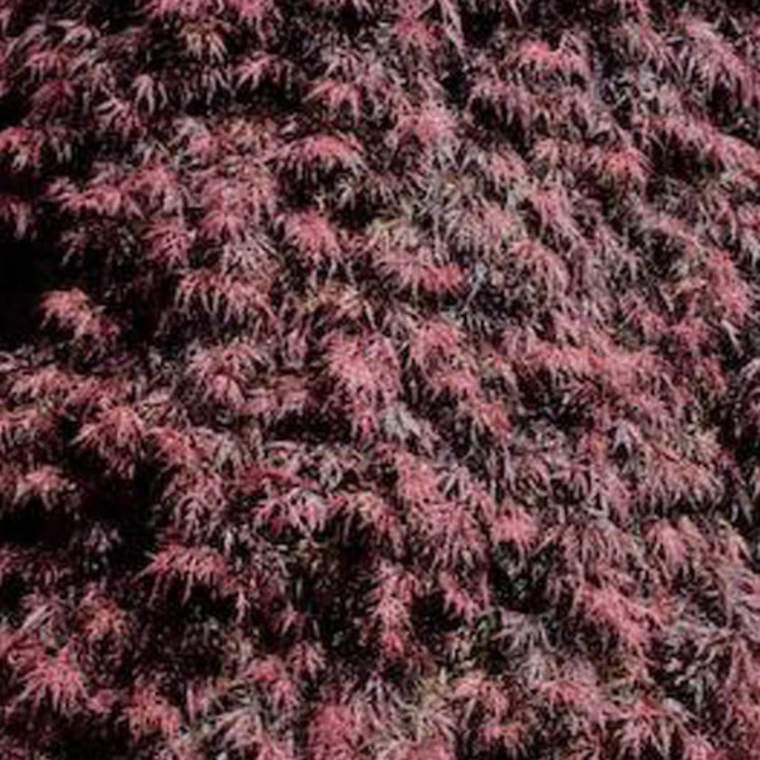 Red Filigree Lace Japanese Maple