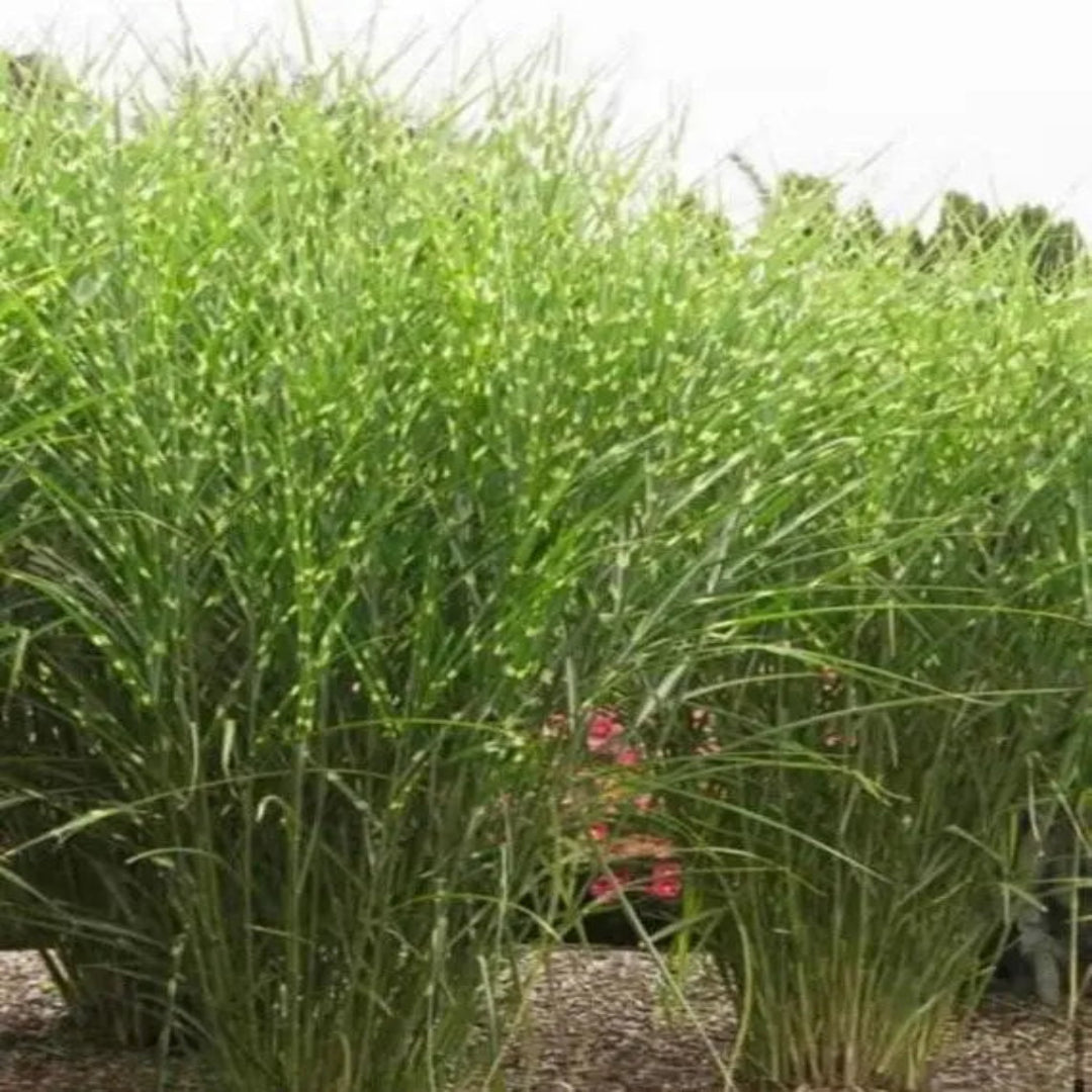 Zebra Grass