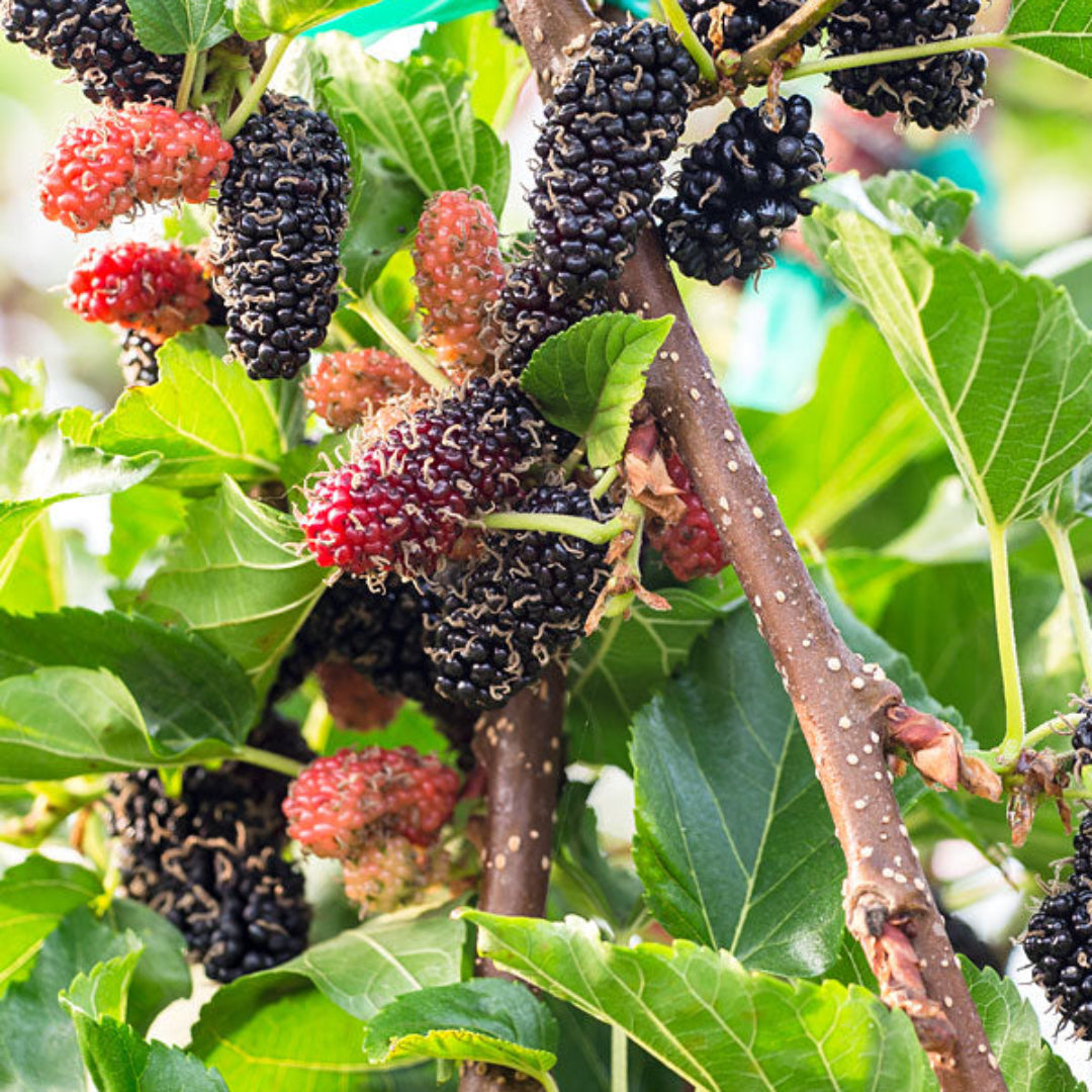 Dwarf Everbearing Mulberry Tree