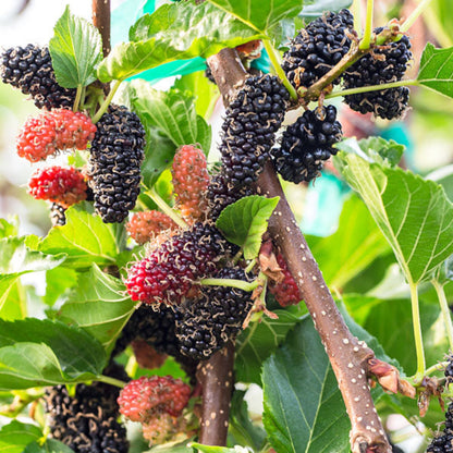 Persian Mulberry Tree