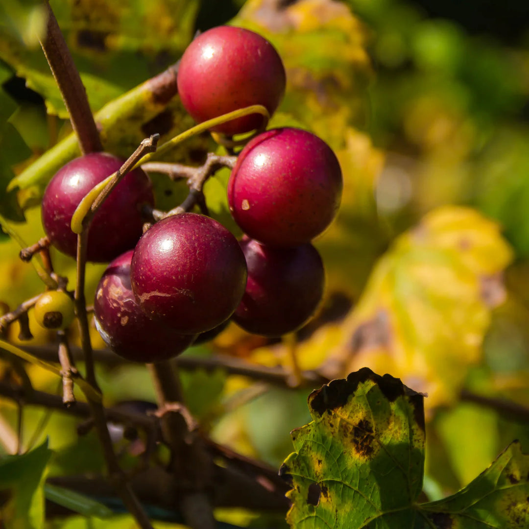 Nesbitt Muscadine Grape Vine