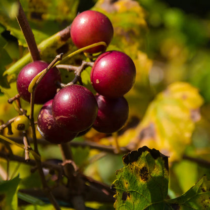 Nesbitt Muscadine Grape Vine
