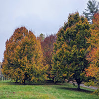 American Beech Tree