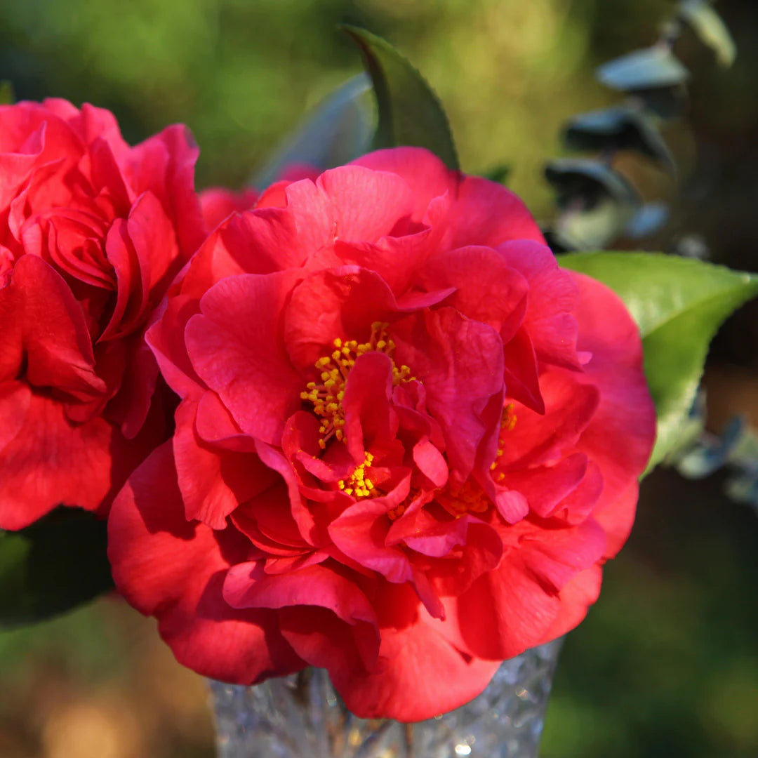 October Magic Ruby Camellia