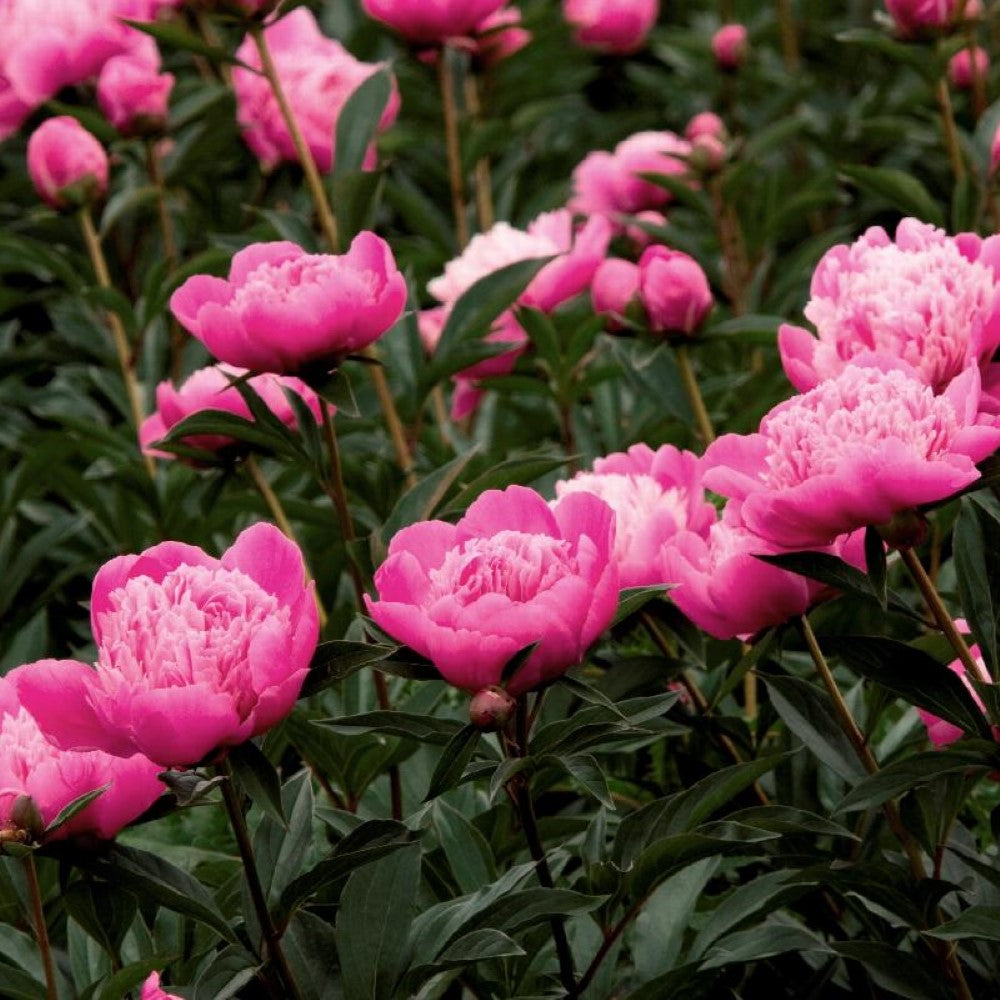 Madame Emile Debatene Double Peony