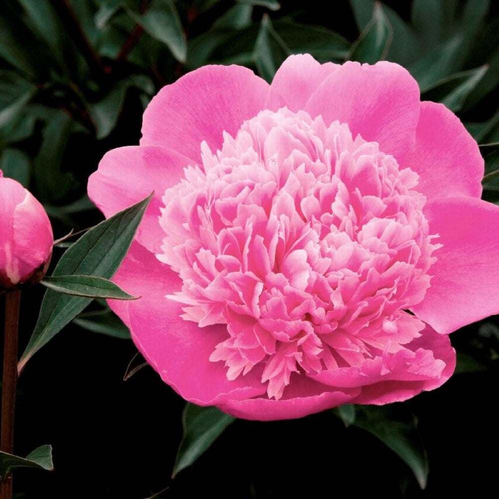 Madame Emile Debatene Double Peony