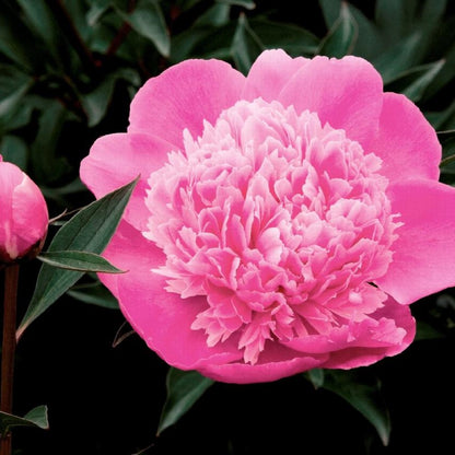 Madame Emile Debatene Double Peony