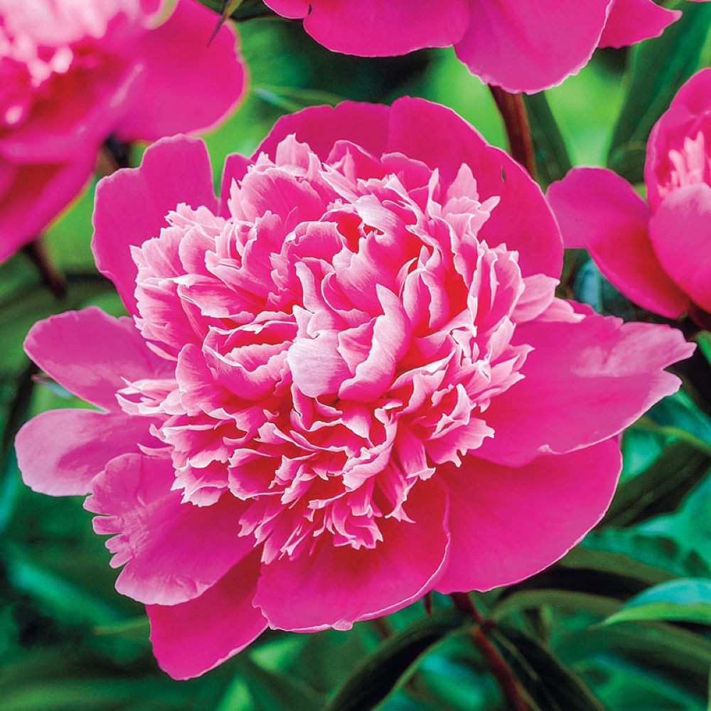 Madame Emile Debatene Double Peony