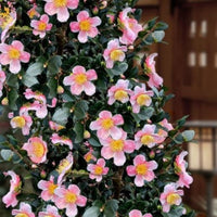 Maggie's Pink Camellia