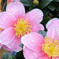 Maggie's Pink Camellia