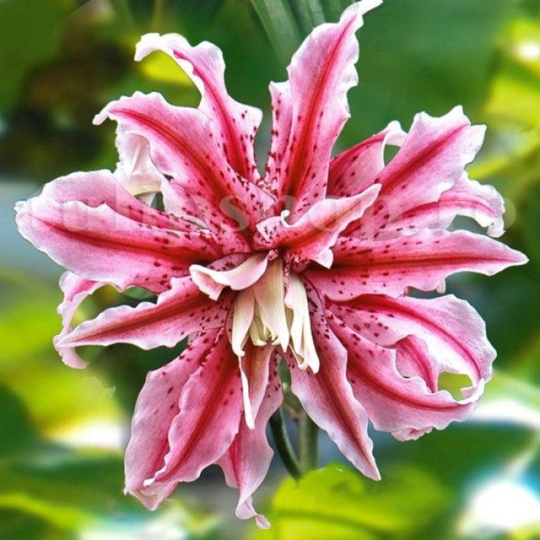 Buy Double Oriental Lily Plants & Trees Online