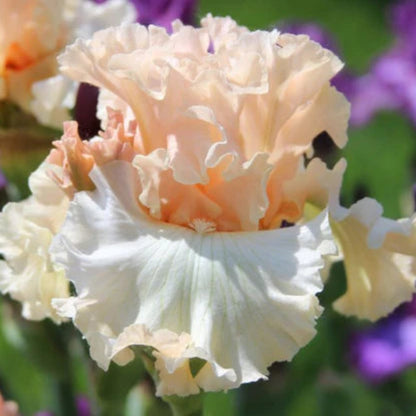 Iris germanica &