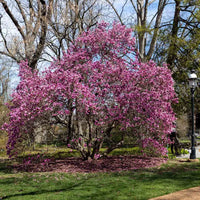 Ann Magnolia Tree blooming with deep pink flowers on upright branches