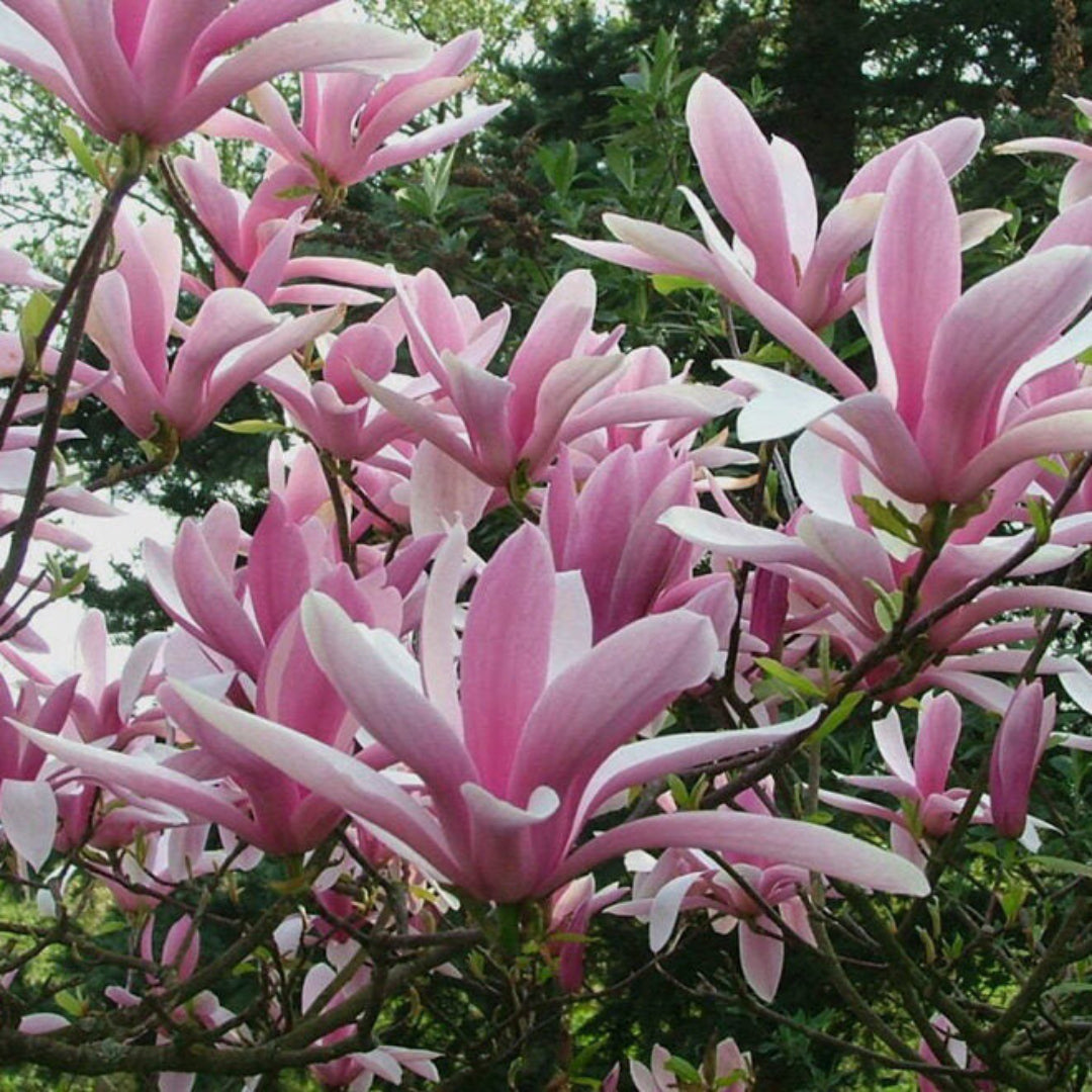 Betty Magnolia Tree
