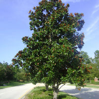 Dd Blanchard Magnolia Tree