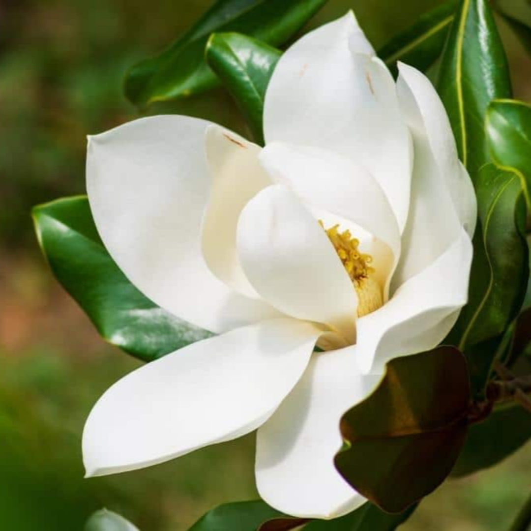 Magnolia Brittany Tree Huge White Flowers